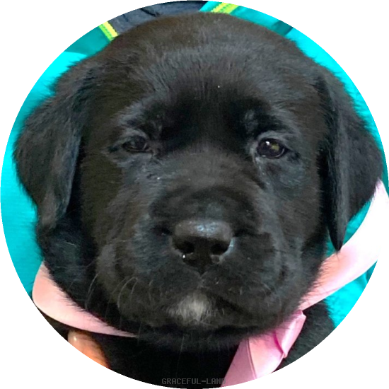 英国ラブラドールの子犬(A child of ウィリアム & ) 英国ラブラドールの子犬